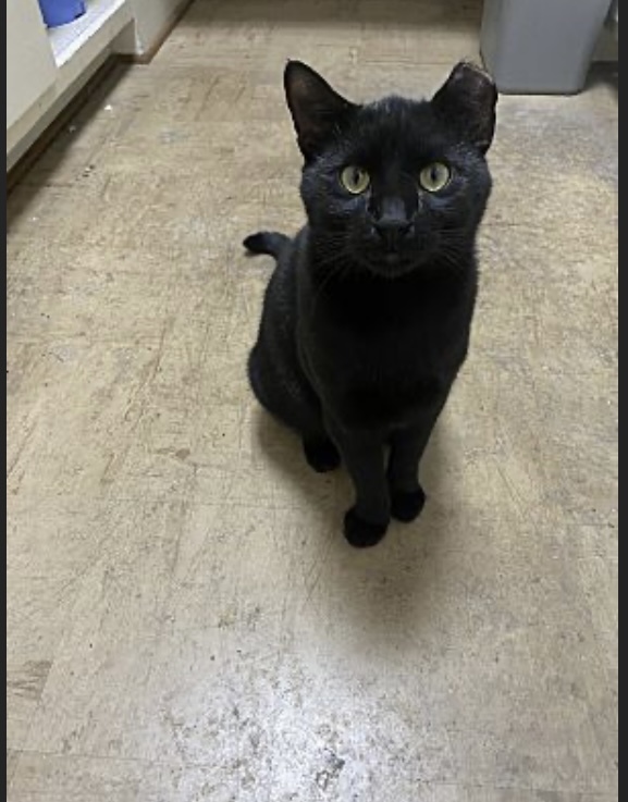 Smoke, an adoptable Domestic Short Hair in Pinson, AL, 35126 | Photo Image 2