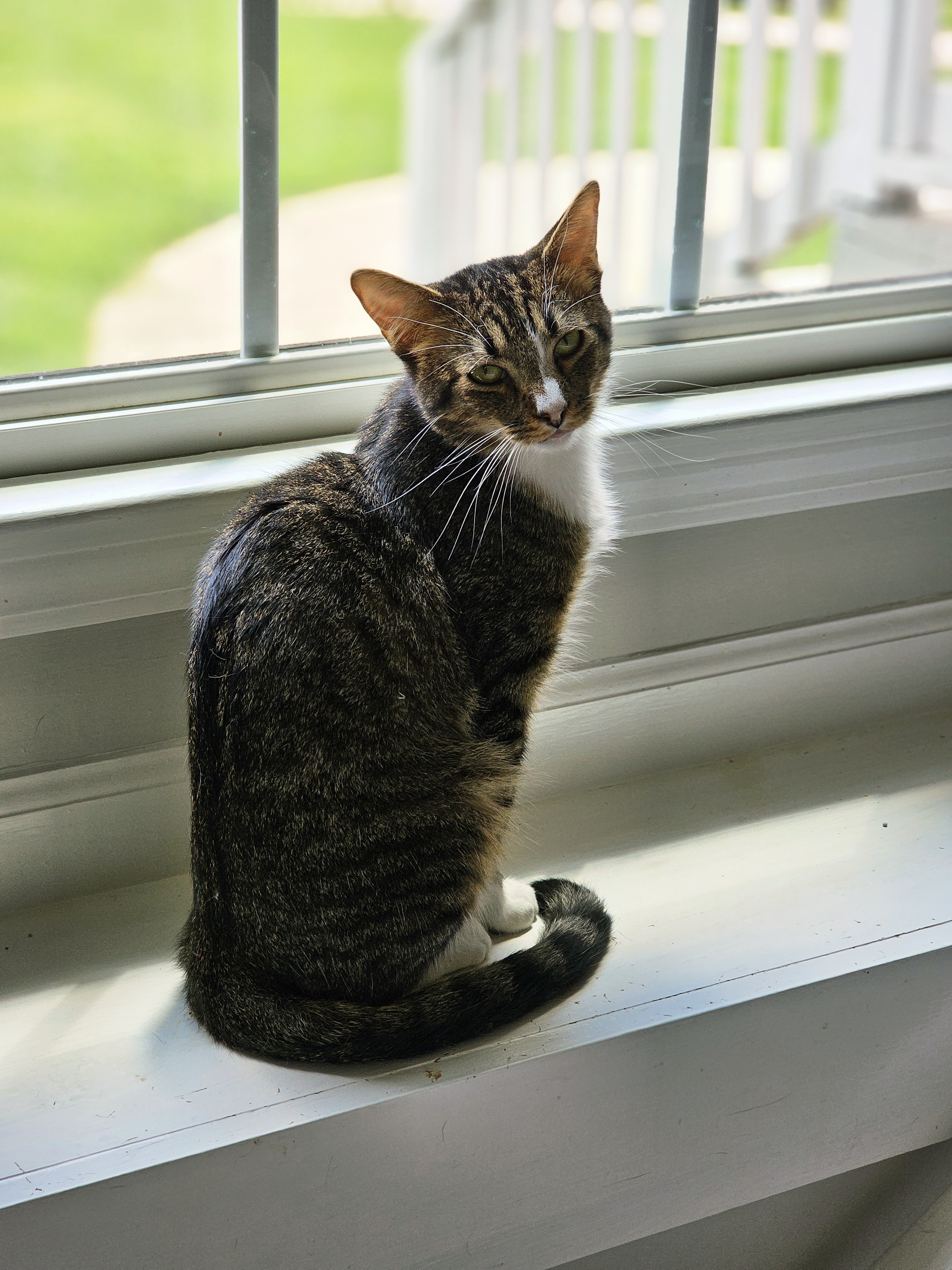 Maxwell, an adoptable Domestic Short Hair in Pinson, AL, 35126 | Photo Image 1