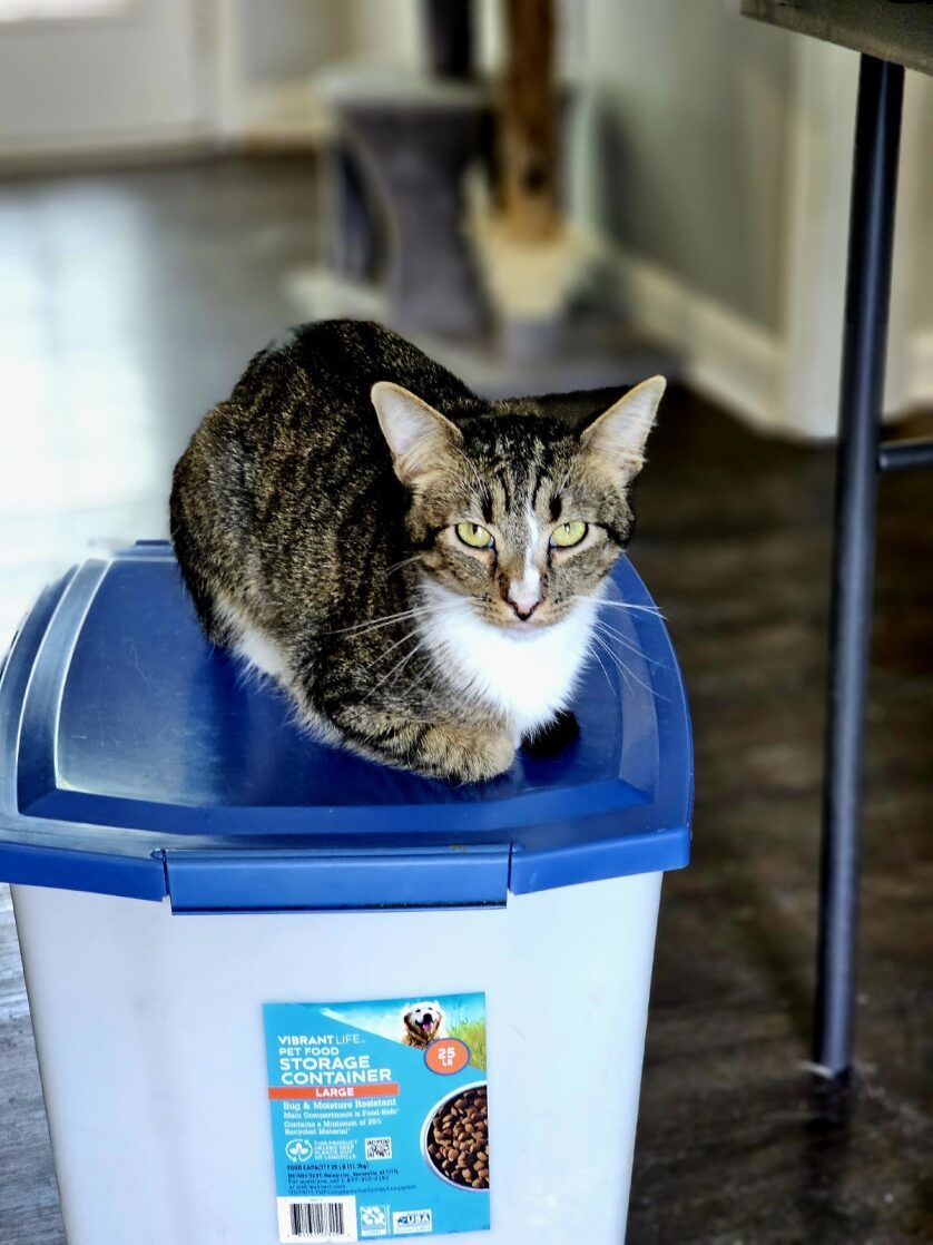 Maxwell, an adoptable Domestic Short Hair in Pinson, AL, 35126 | Photo Image 2