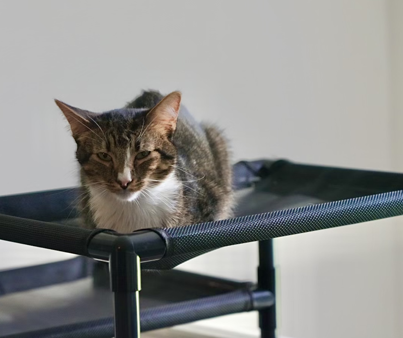 Maxwell, an adoptable Domestic Short Hair in Pinson, AL, 35126 | Photo Image 3