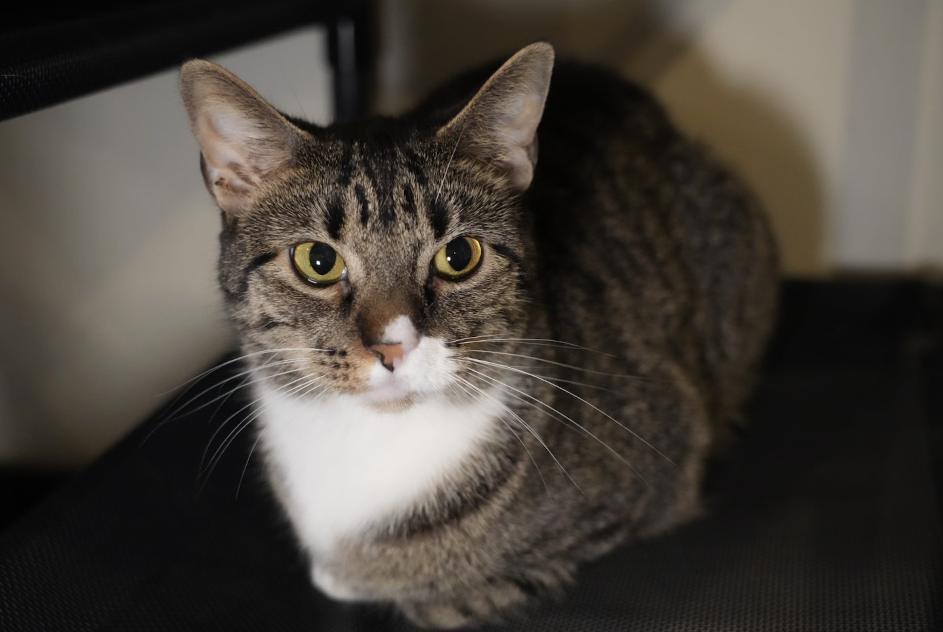 Tiny, an adoptable Domestic Short Hair, Domestic Medium Hair in Pinson, AL, 35126 | Photo Image 1