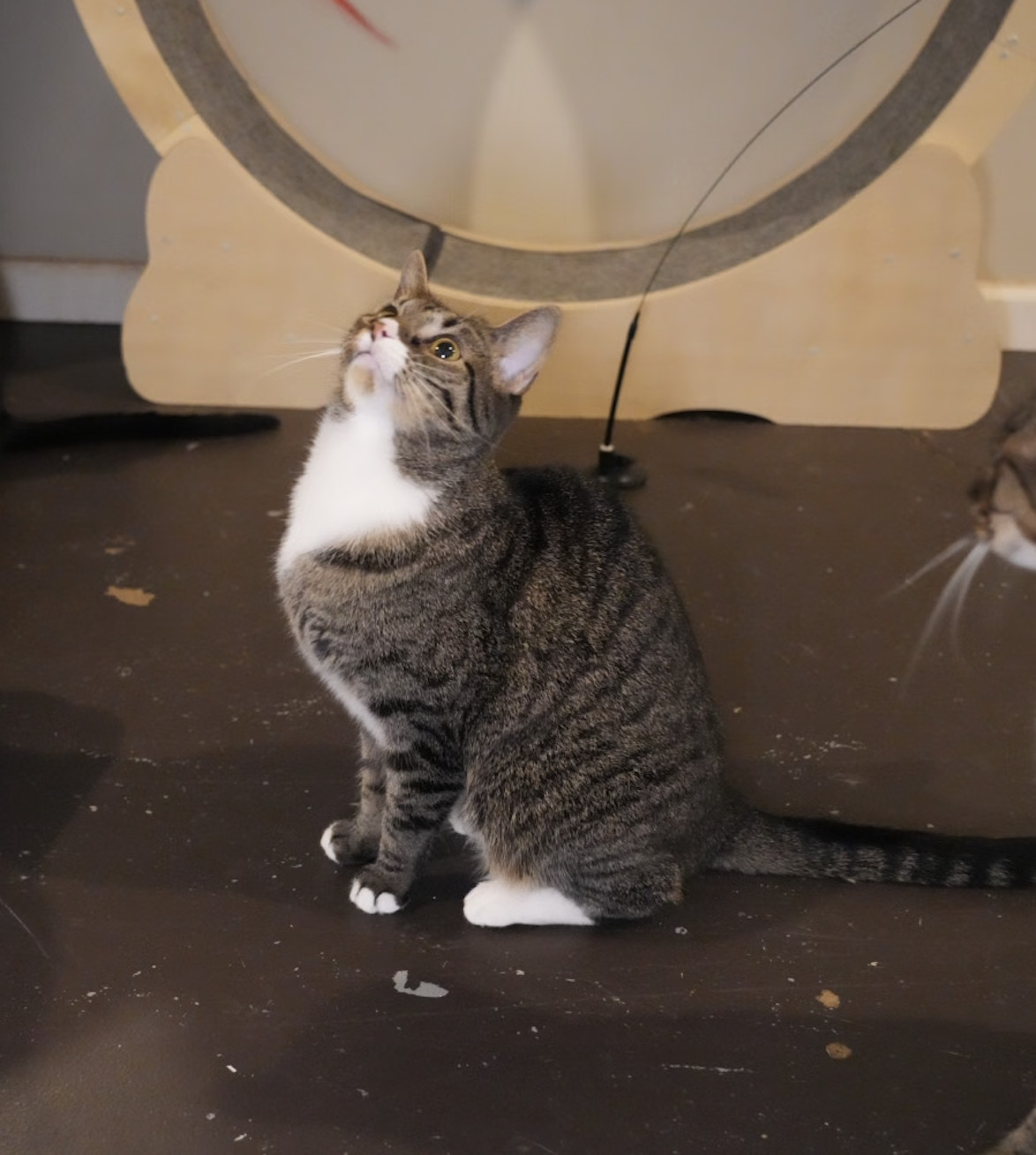 Tiny, an adoptable Domestic Short Hair, Domestic Medium Hair in Pinson, AL, 35126 | Photo Image 2