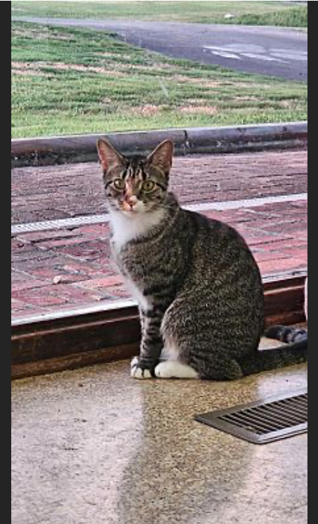 Tiny, an adoptable Domestic Short Hair, Domestic Medium Hair in Pinson, AL, 35126 | Photo Image 3