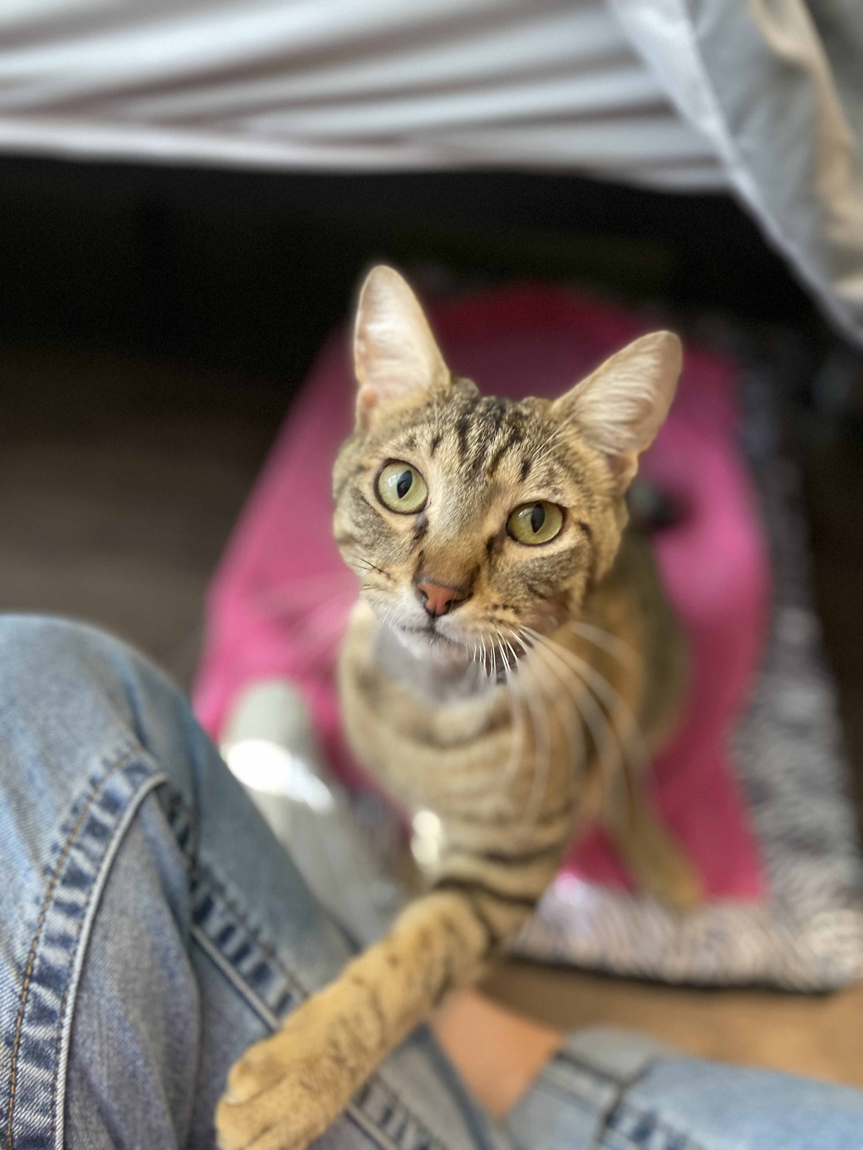 Newt & Chalk, an adoptable Domestic Short Hair in Pinson, AL, 35126 | Photo Image 1