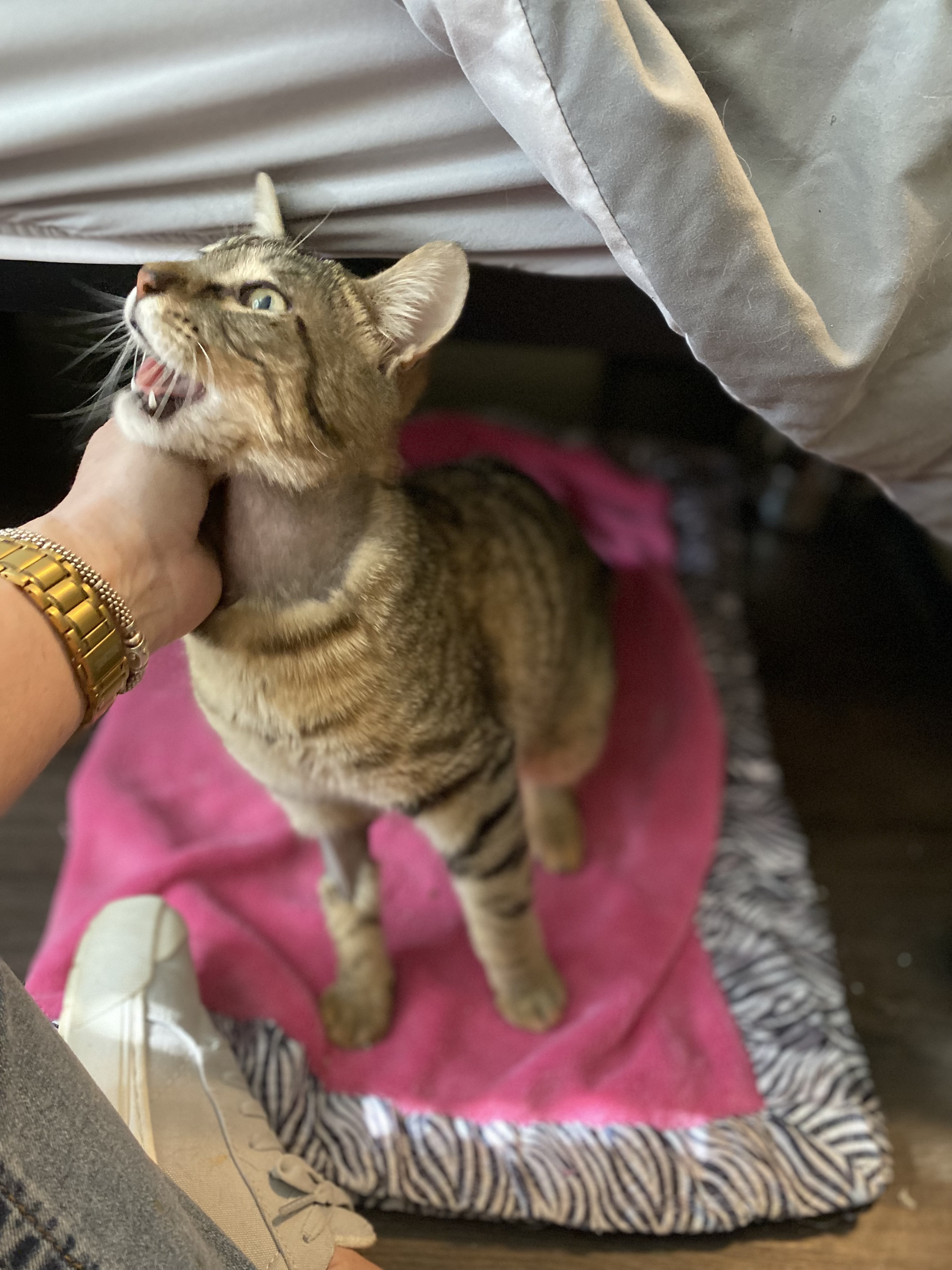 Newt & Chalk, an adoptable Domestic Short Hair in Pinson, AL, 35126 | Photo Image 2