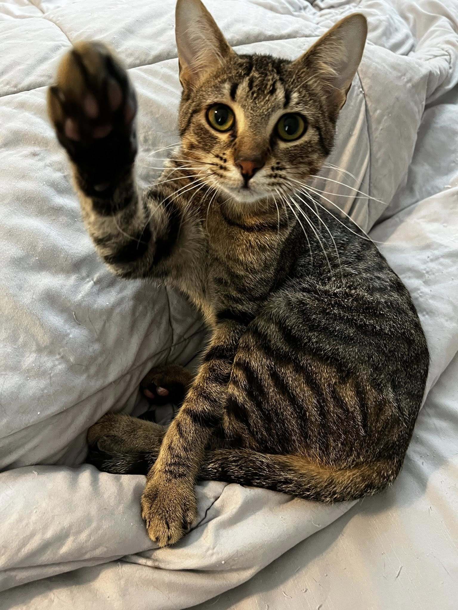 Newt & Chalk, an adoptable Domestic Short Hair in Pinson, AL, 35126 | Photo Image 3