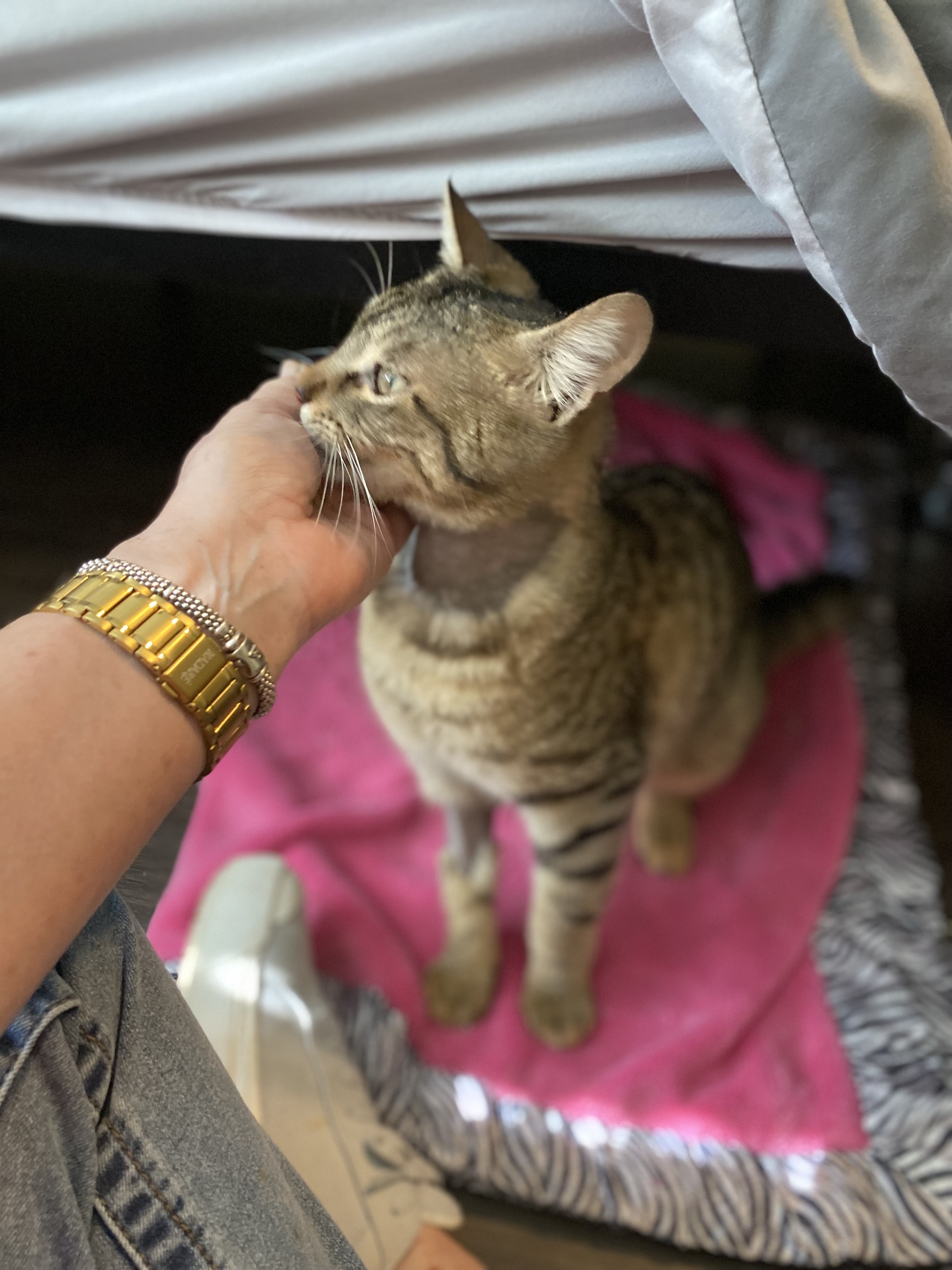 Newt & Chalk, an adoptable Domestic Short Hair in Pinson, AL, 35126 | Photo Image 4