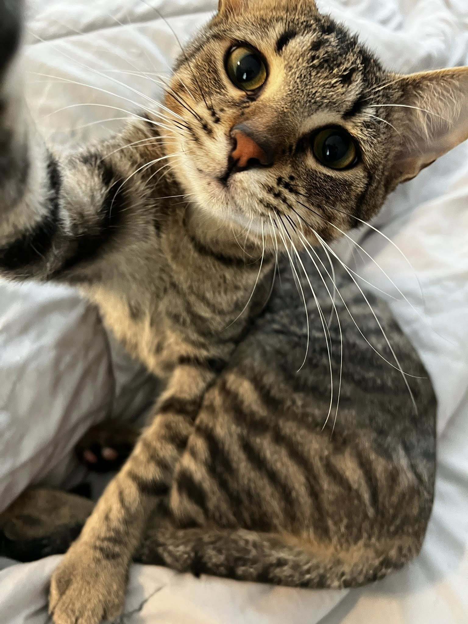 Newt & Chalk, an adoptable Domestic Short Hair in Pinson, AL, 35126 | Photo Image 4