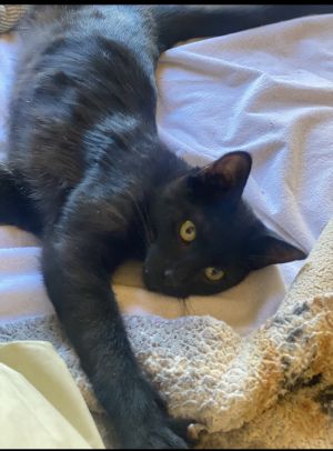 Blackjack, Young Male Domestic Short Hair