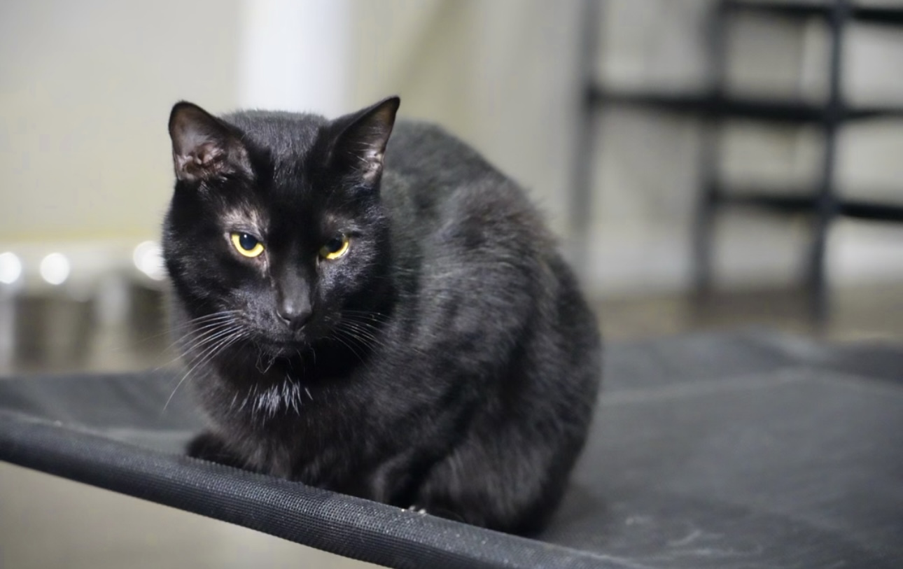 Blackjack, an adoptable Domestic Short Hair in Pinson, AL, 35126 | Photo Image 2