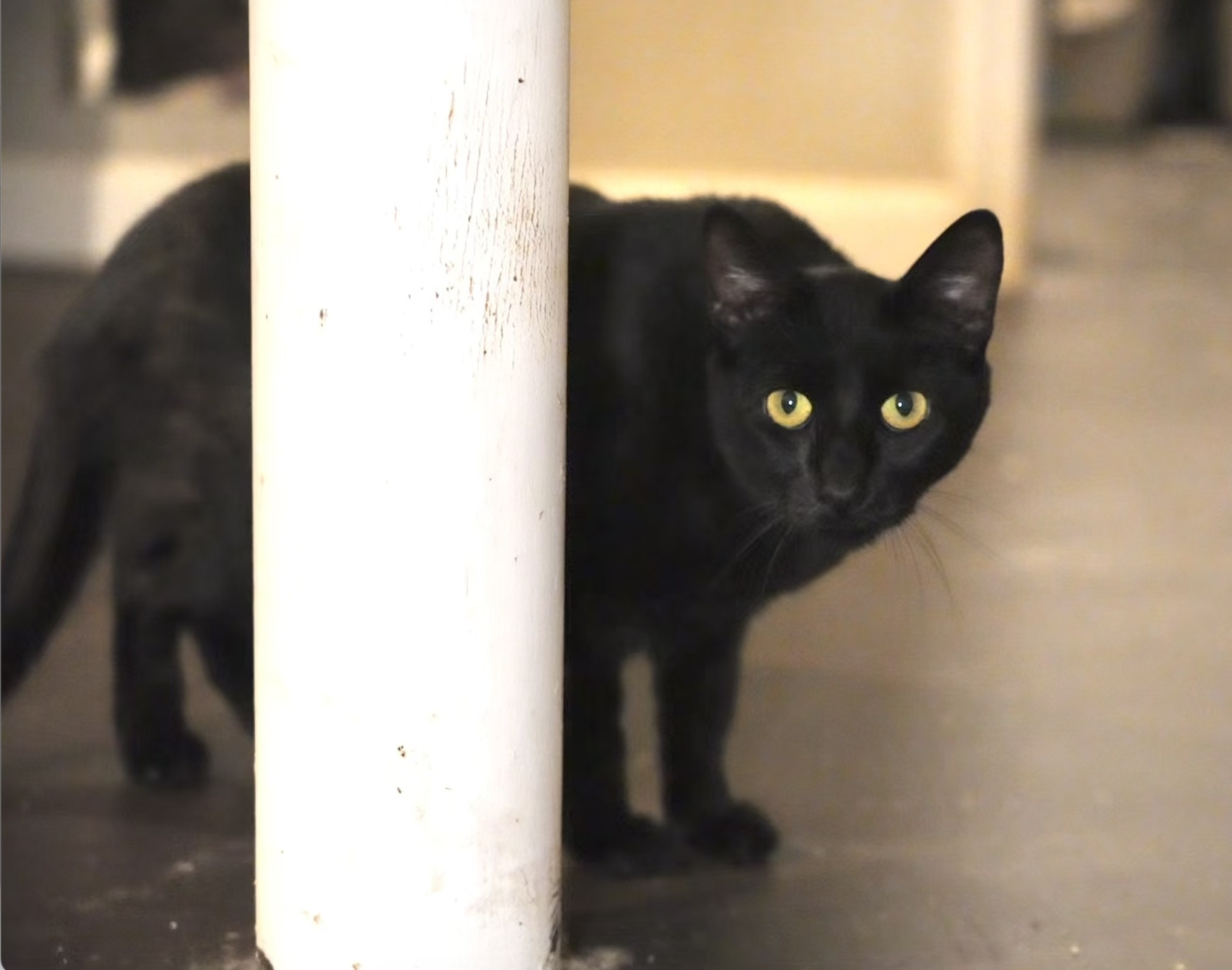 Blackjack, an adoptable Domestic Short Hair in Pinson, AL, 35126 | Photo Image 4