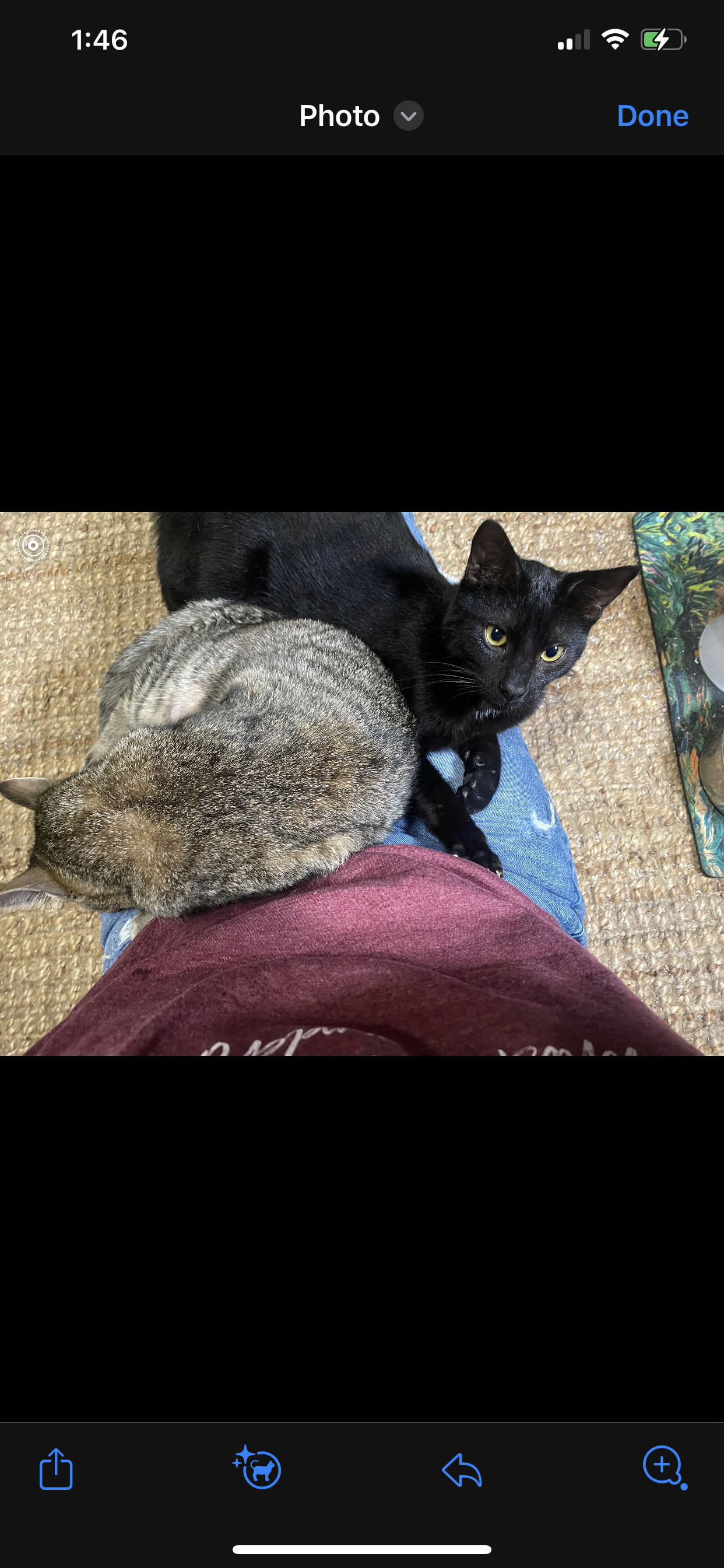 Blackjack, an adoptable Domestic Short Hair in Pinson, AL, 35126 | Photo Image 5