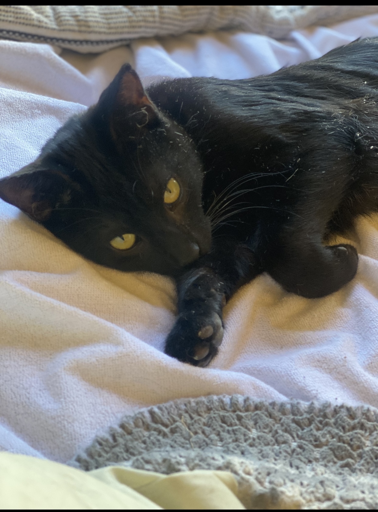 Blackjack, an adoptable Domestic Short Hair in Pinson, AL, 35126 | Photo Image 6