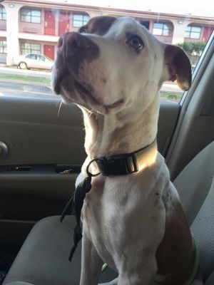 Bigby, Baby Male Pit Bull Terrier