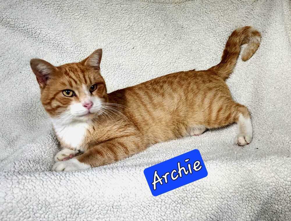 Archie