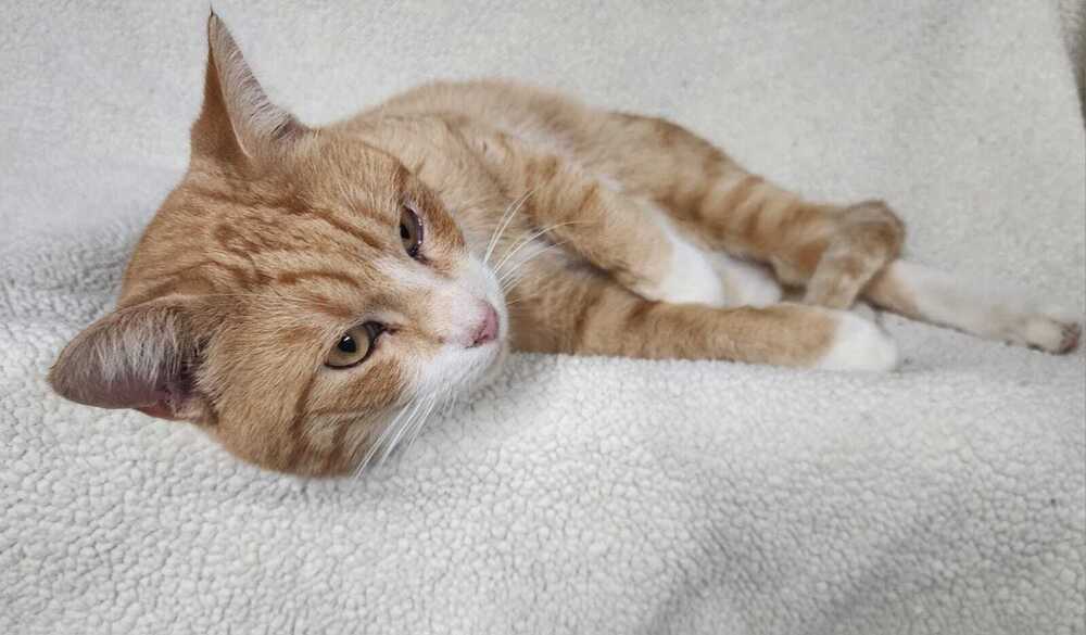 Archie