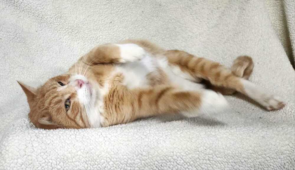 Archie