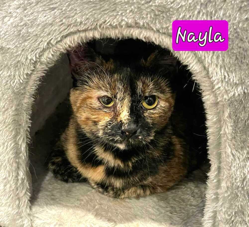 Nyla