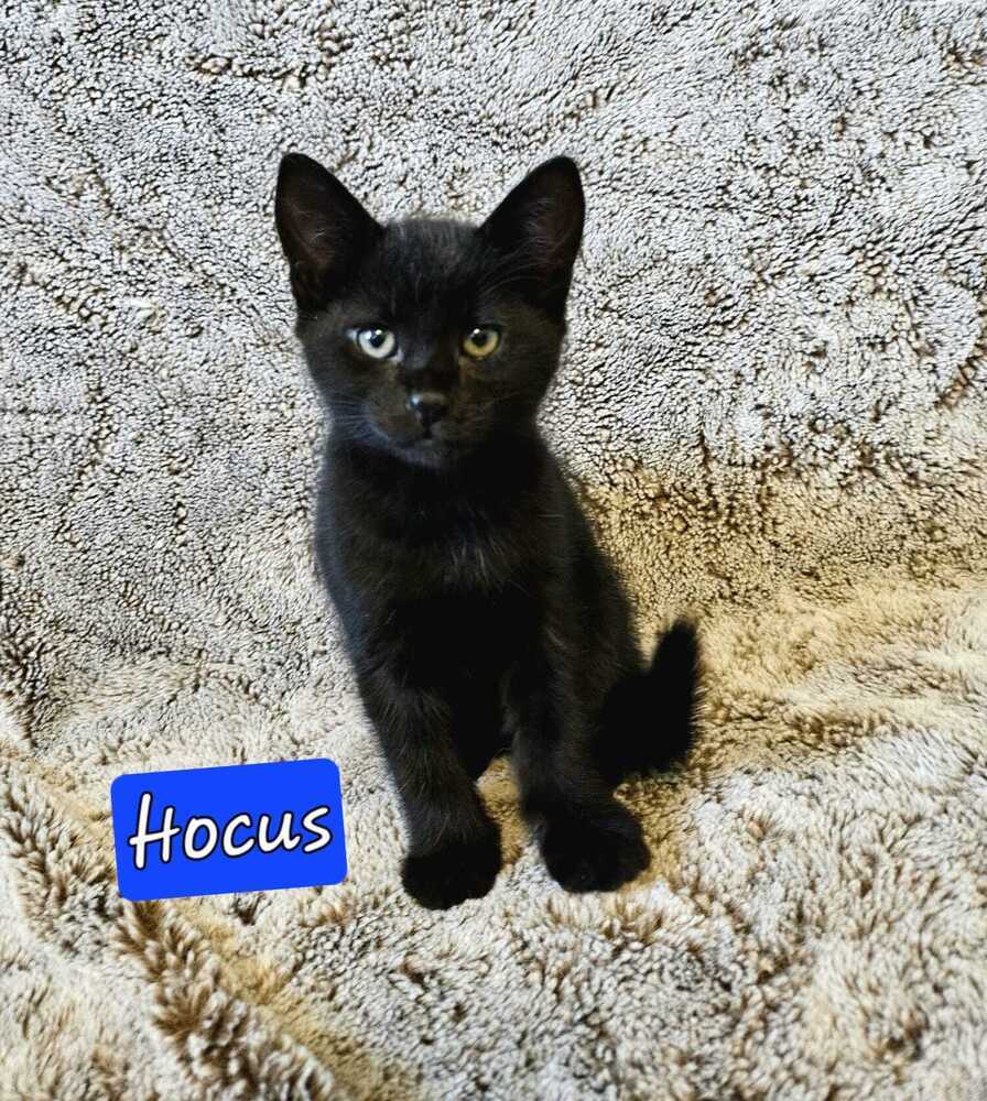 Hocus
