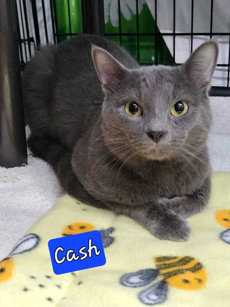Cash