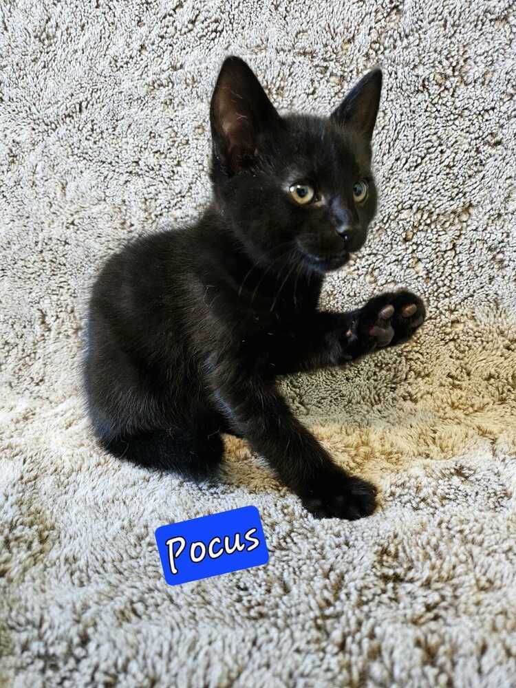 Pocus