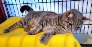 Stormy, Young Female Domestic Short Hair
