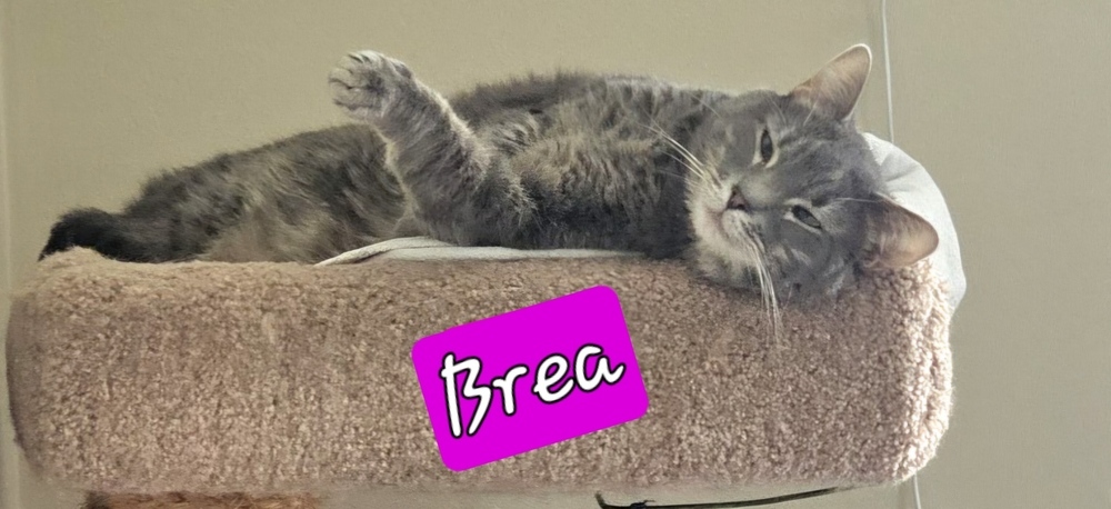Brea