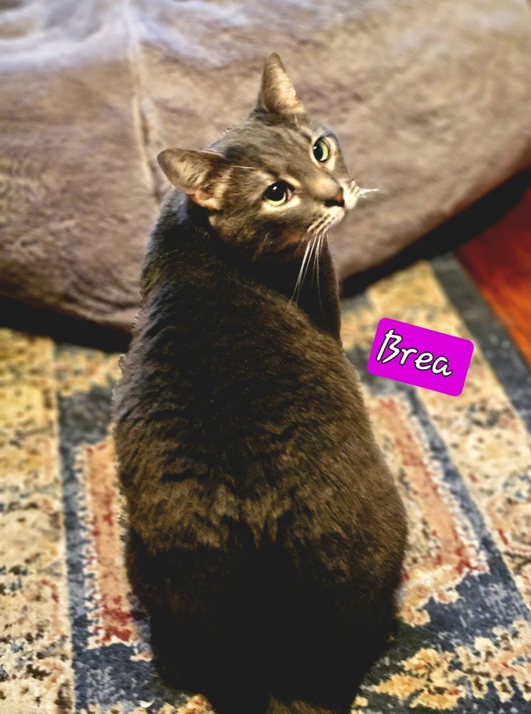 Brea