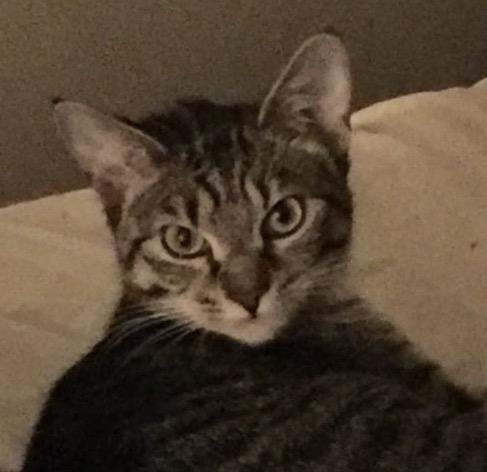 Ovi