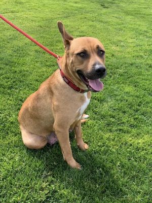 Ruby, Young Female Black Mouth Cur