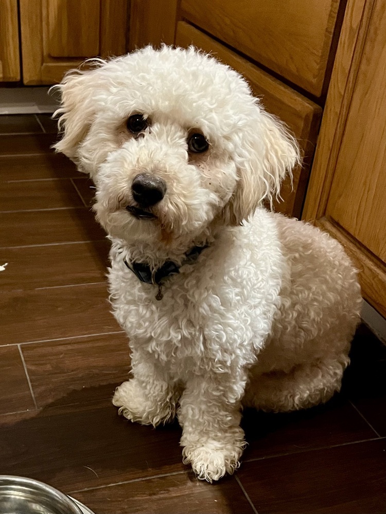 Sunny, an adoptable Havanese, Bichon Frise in Jefferson Hills, PA, 15025 | Photo Image 1