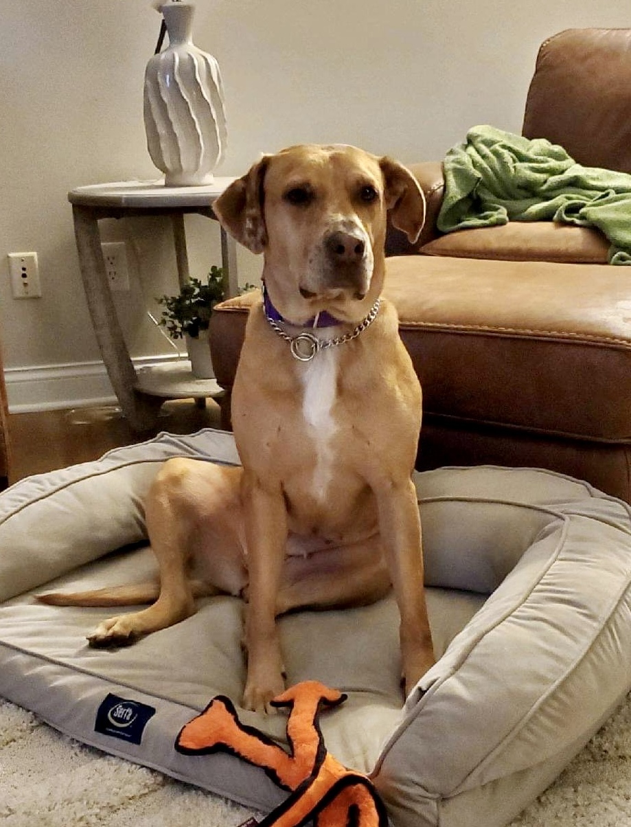 Rosie