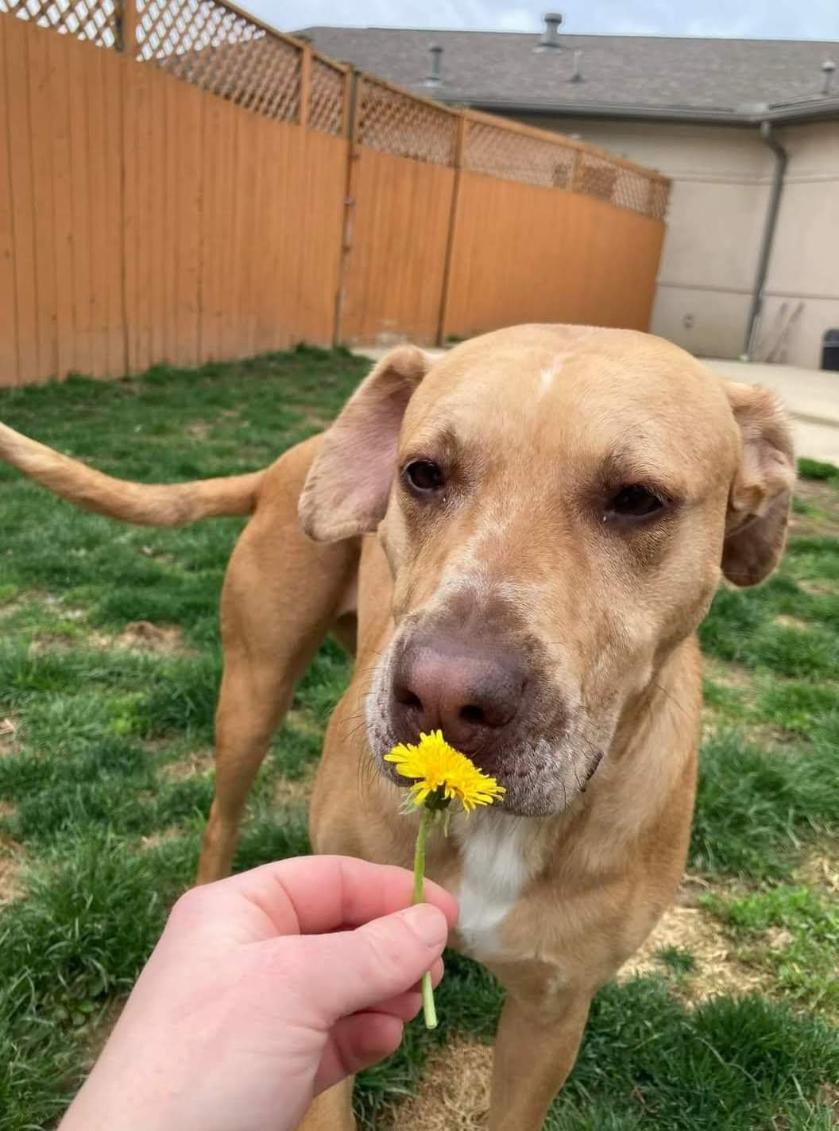 Rosie