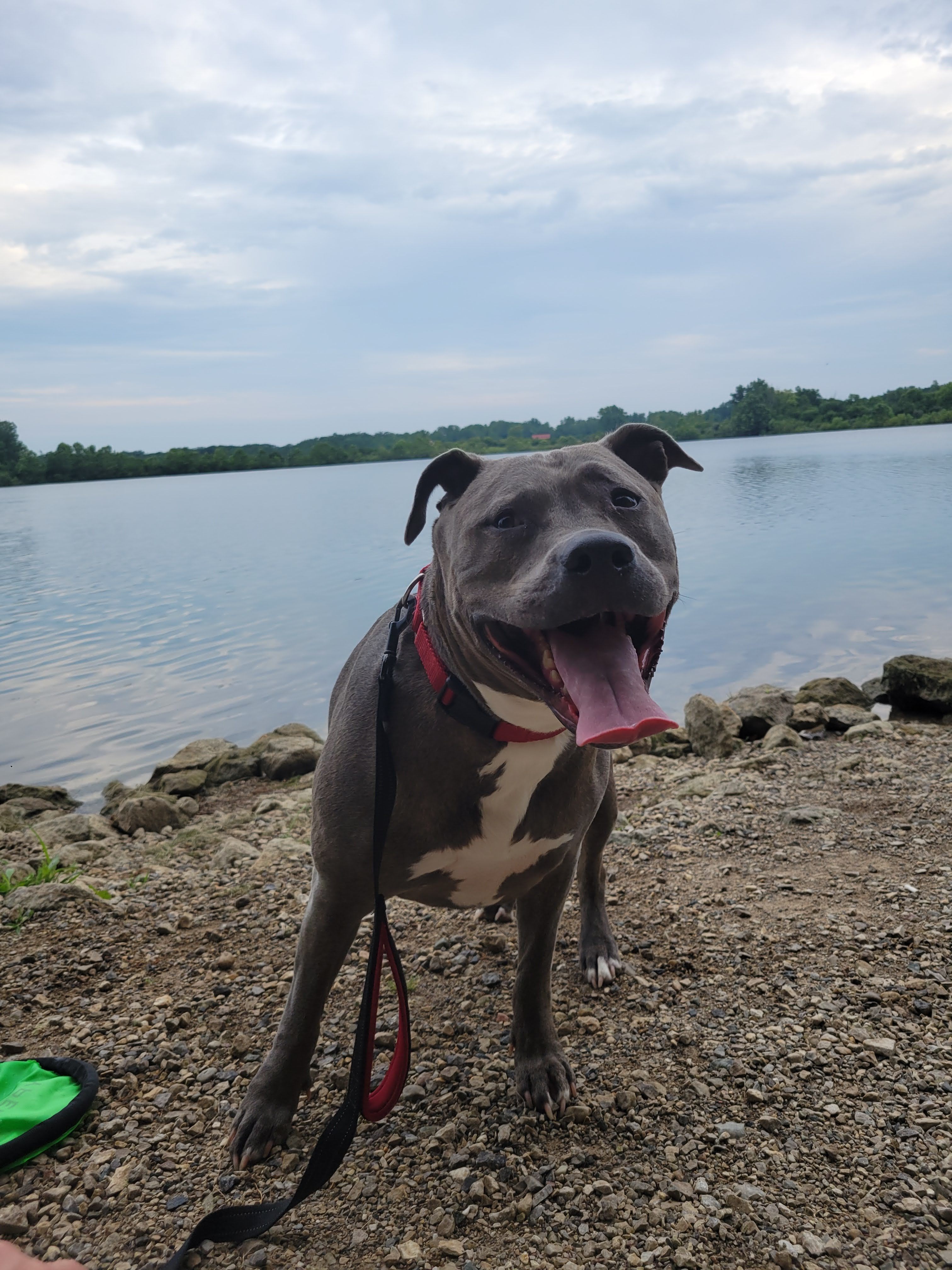 Gracie