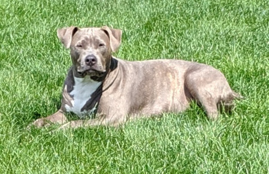 Gracie