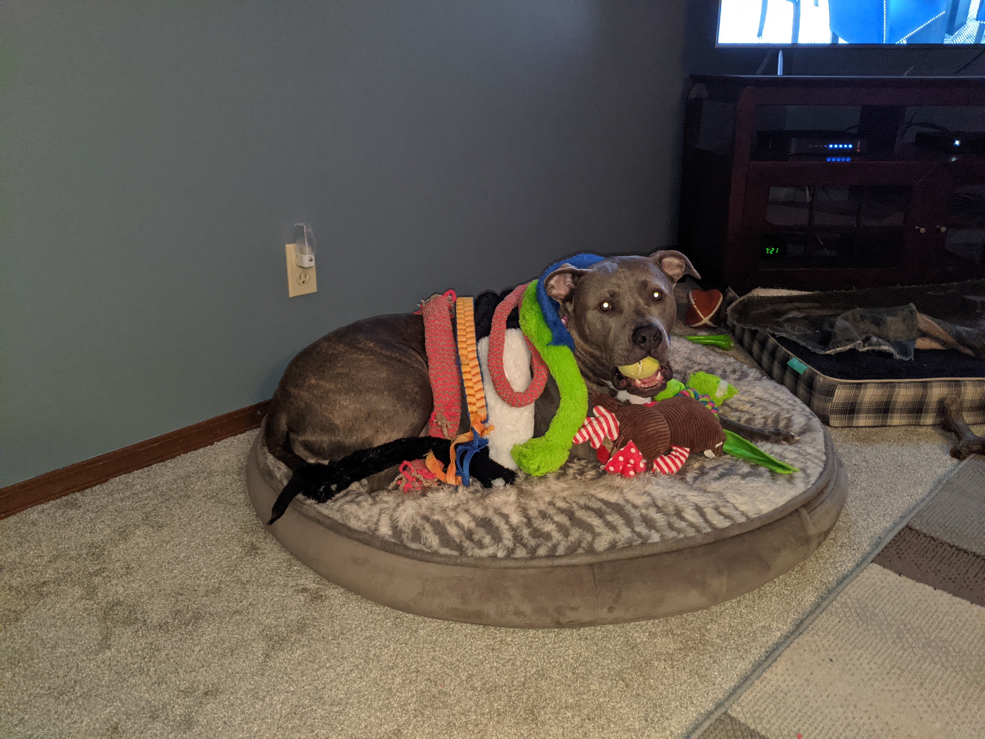 Gracie