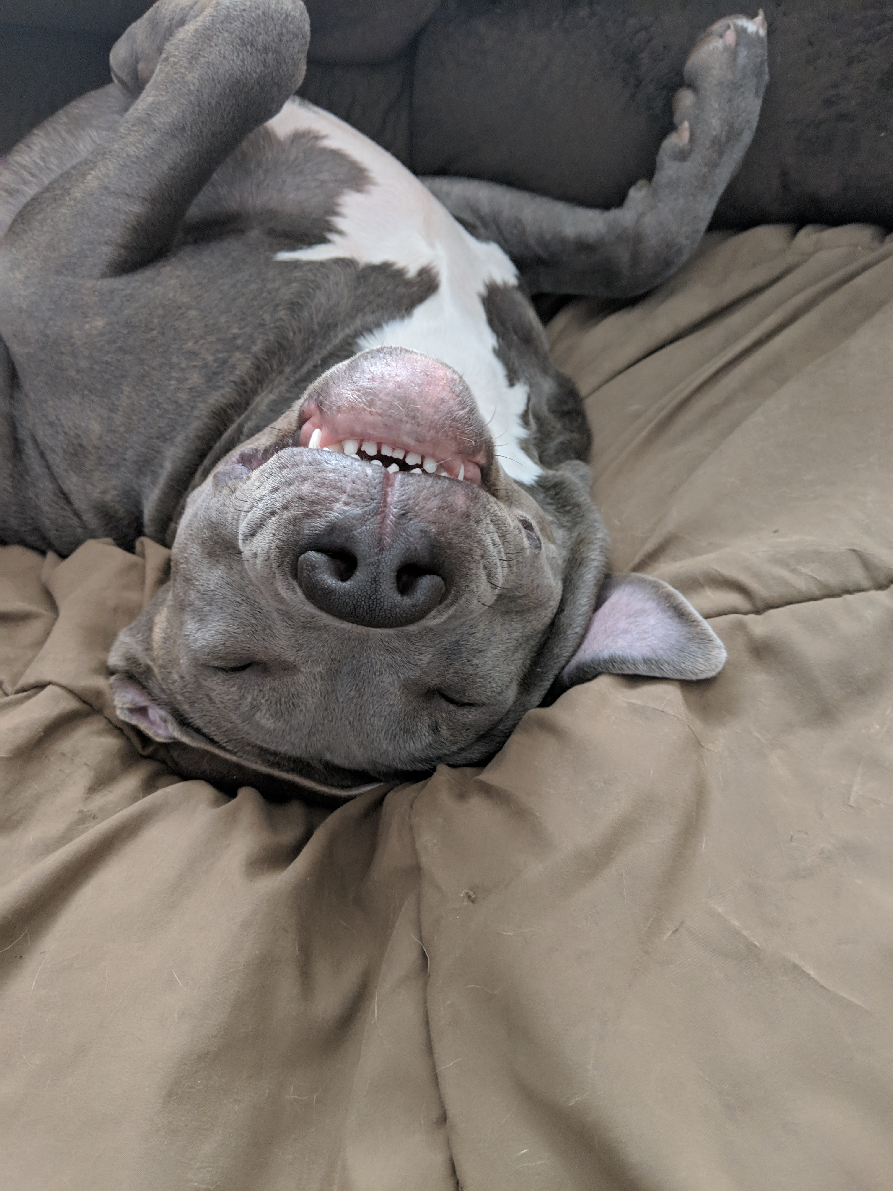 Gracie