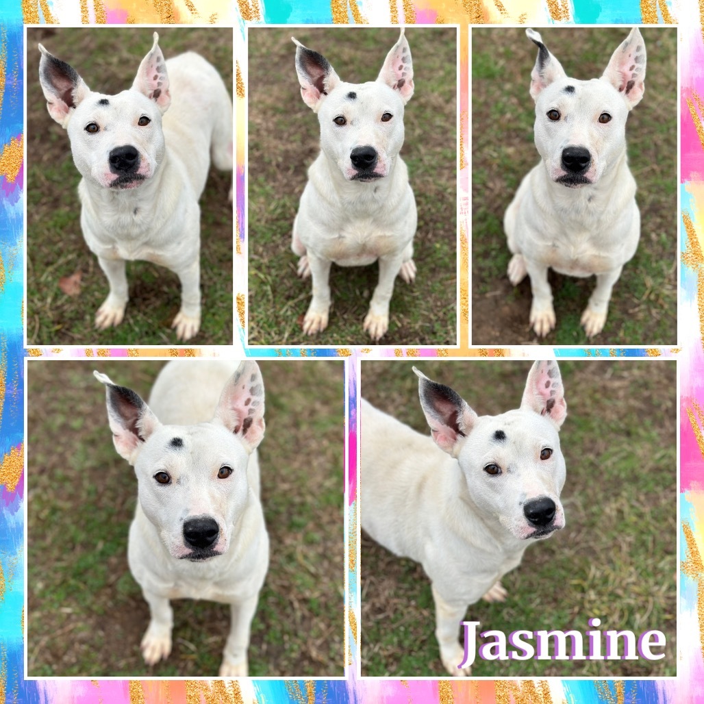 Jasmine