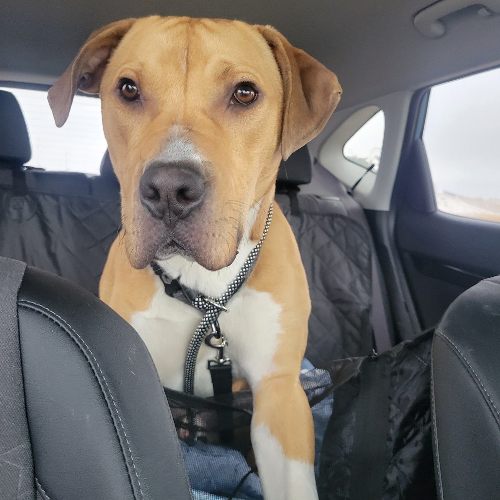 Benji, an adoptable Mixed Breed in Bismarck, ND, 58507 | Photo Image 2