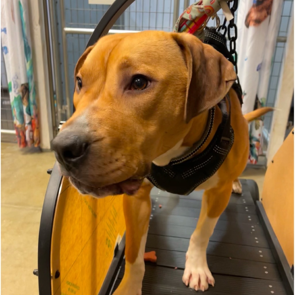 Benji, an adoptable Mixed Breed in Bismarck, ND, 58507 | Photo Image 3