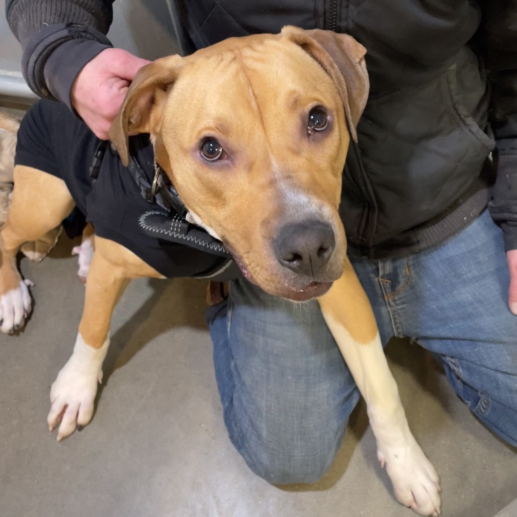 Benji, an adoptable Mixed Breed in Bismarck, ND, 58507 | Photo Image 5