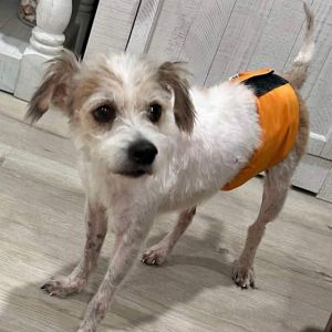 Underdog Poodle Dog