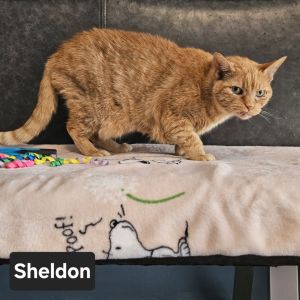 Sheldon, Adult Male Domestic Short Hair