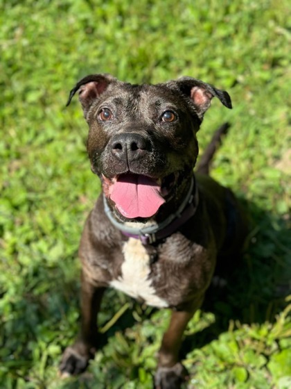 Kahlua