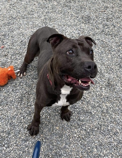 Kahlua