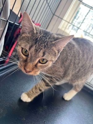 Owen, Baby Male Domestic Short Hair