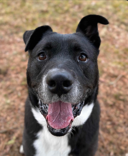 Sadie