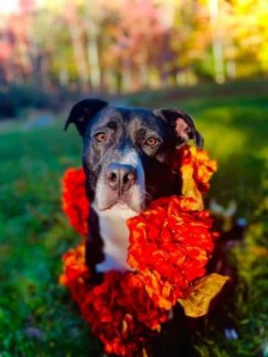 Hero, Adult Male Boxer