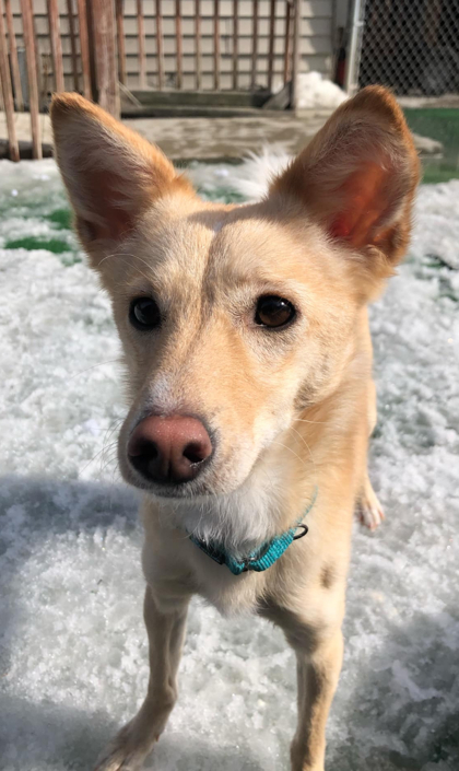 Hope, an adoptable Shiba Inu, Poodle in Shohola, PA, 18458 | Photo Image 1
