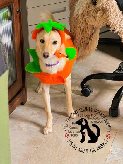 Hope, an adoptable Shiba Inu, Poodle in Shohola, PA, 18458 | Photo Image 2